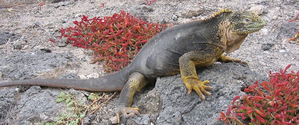 iguane iles galapagos