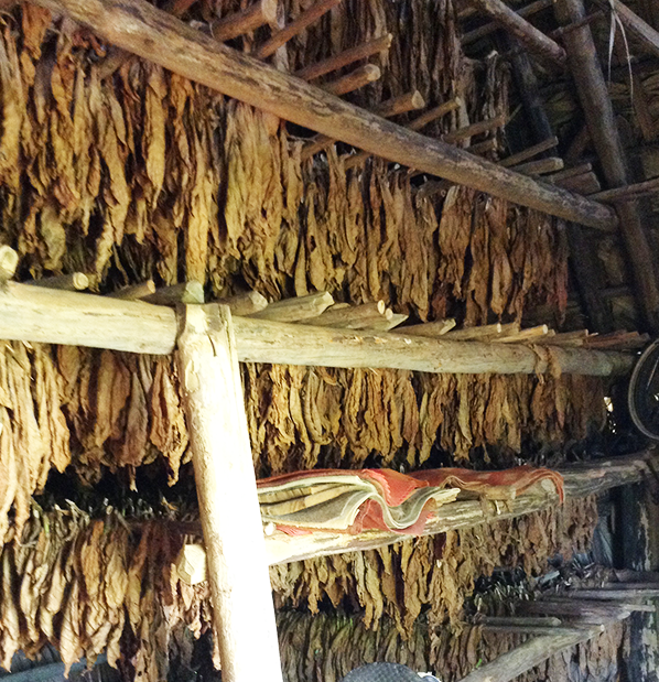 Culture de tabac Cuba