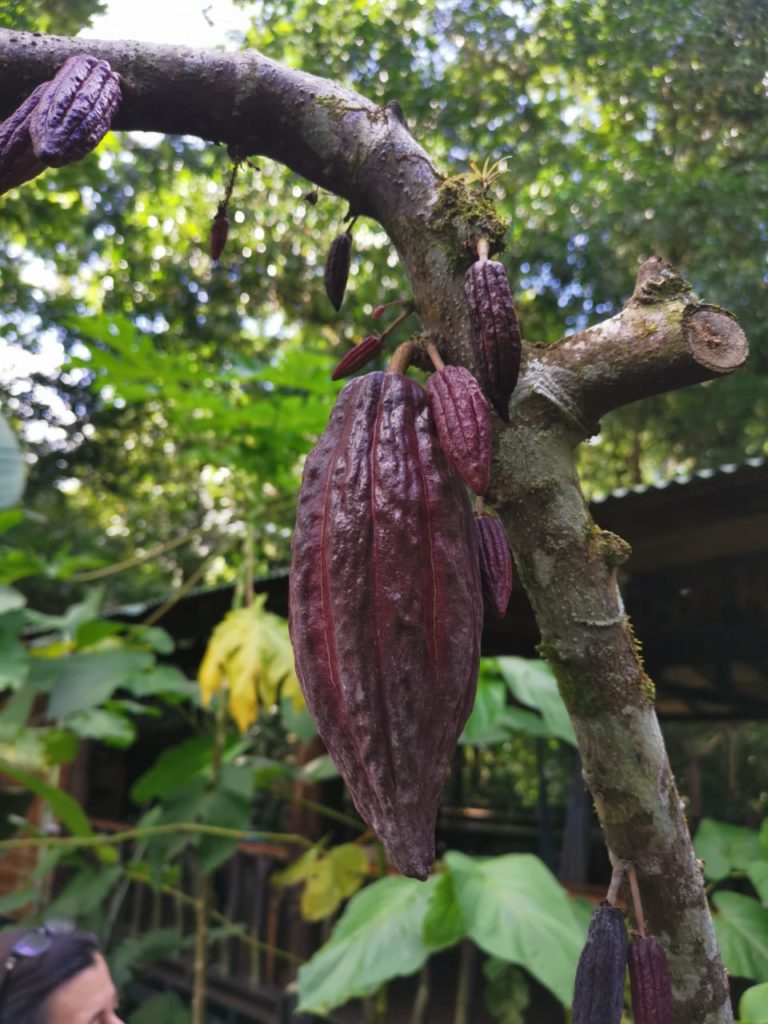 Cacao Costa Rica