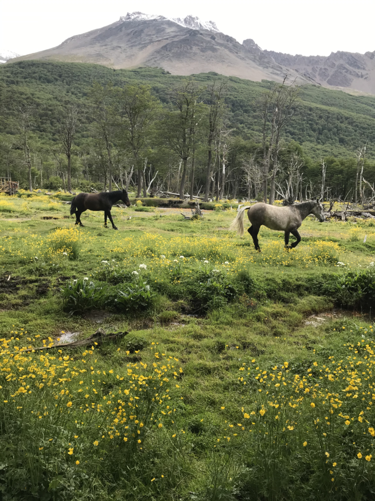 chevaux-glacier-vinciguerra-ushuaia