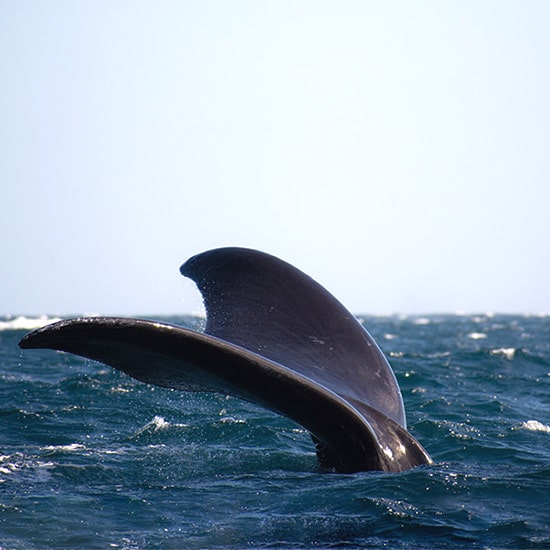 voyage-argentine-puerto-madryn-baleine-domie-sharpin-unsplash-min