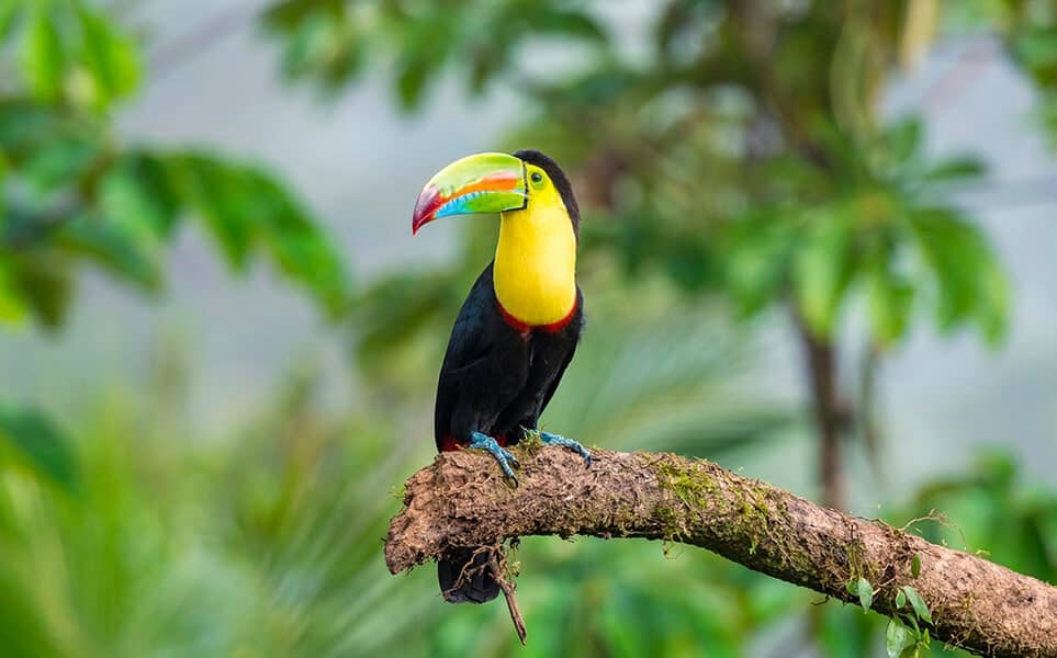 voyage-costa-rica-boca-tapada-toucan-rico-meier-unsplash