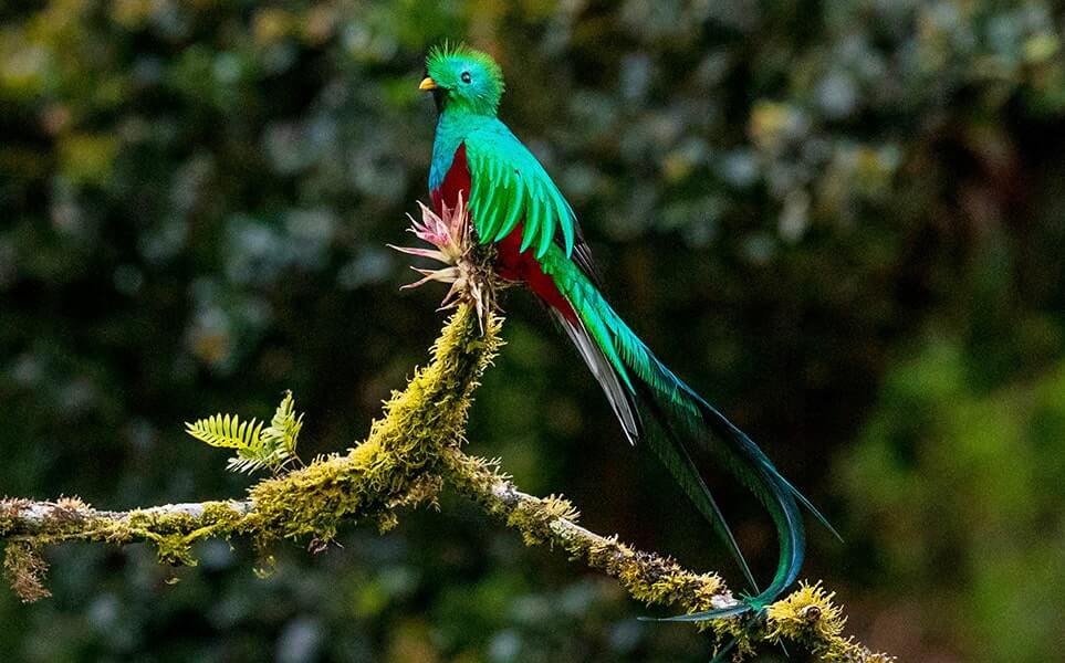 voyage-costa-rica-quetzal-zdenek-machacek-unsplash