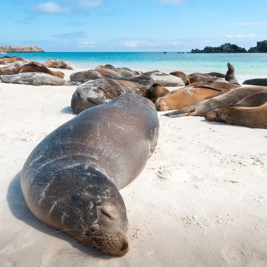 voyage-equateur-galapagos-vau902-getty-images